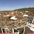 11_45-nest.jpg