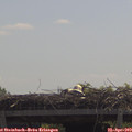 11_50-mast.jpg