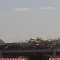 11_55-mast.jpg