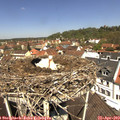 12_00-nest.jpg