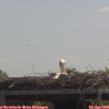 12_10-mast.jpg