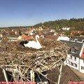 12_10-nest.jpg
