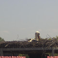 12_15-mast.jpg