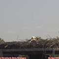 12_20-mast.jpg