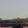 12_30-mast.jpg