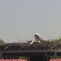12_35-mast.jpg
