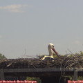 12_40-mast.jpg