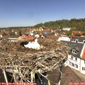 12_40-nest.jpg