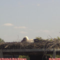 12_45-mast.jpg