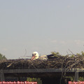 12_50-mast.jpg