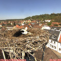 12_50-nest.jpg