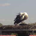 13_00-mast.jpg