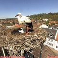 13_00-nest.jpg