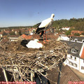 13_05-nest.jpg