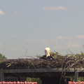 13_10-mast.jpg