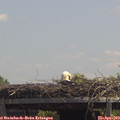 13_15-mast.jpg
