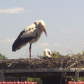 13_20-mast.jpg