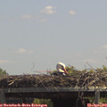 13_25-mast.jpg