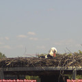 13_30-mast.jpg