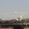 13_40-mast.jpg