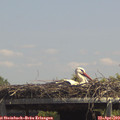 13_50-mast.jpg