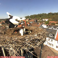 13_55-nest.jpg