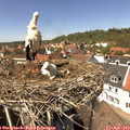 14_00-nest.jpg