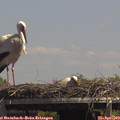 14_05-mast.jpg