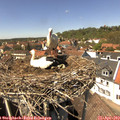 14_10-nest.jpg