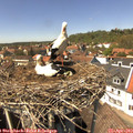 14_15-nest.jpg