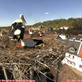 14_25-nest.jpg