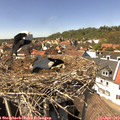 14_30-nest.jpg