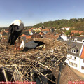 14_35-nest.jpg