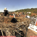 14_40-nest.jpg