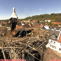 14_50-nest.jpg