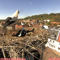 14_55-nest.jpg