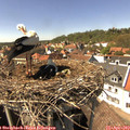 15_00-nest.jpg