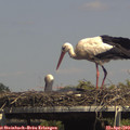 15_05-mast.jpg