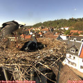 15_05-nest.jpg