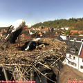 15_10-nest.jpg