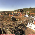 15_15-nest.jpg
