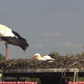 15_20-mast.jpg