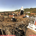 15_20-nest.jpg