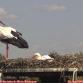 15_25-mast.jpg