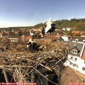 15_25-nest.jpg