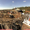 15_30-nest.jpg