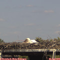 15_35-mast.jpg