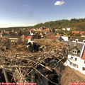 15_35-nest.jpg