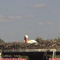 15_40-mast.jpg