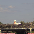 15_45-mast.jpg